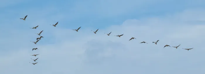 File:Pelecanus rufescens - Étang de Bages-Sigean 01.jpg