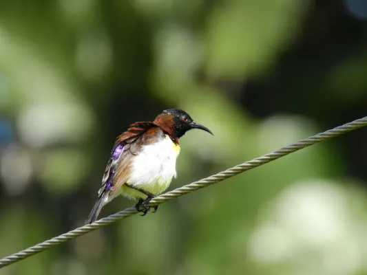 File:Purple-rumped Sunbird Leptocoma zeylonica DSCN1044.jpg