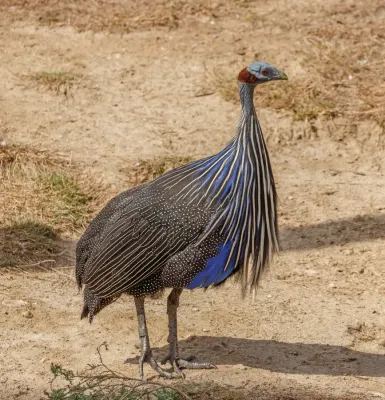 File:Acryllium vulturinum - Réserve africaine de Sigean 01.jpg