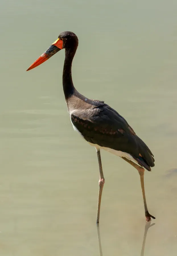 File:Ephippiorhynchus senegalensis - Réserve africaine de Sigean 01.jpg