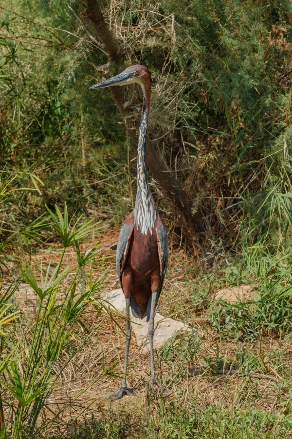 File:Ardea goliath - Réserve africaine de Sigean 01.jpg