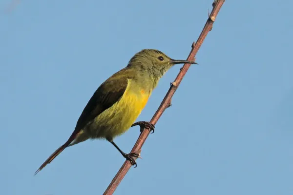 File:Fire-tailed sunbird (Aethopyga ignicauda ignicauda) female Phulchowki.jpg
