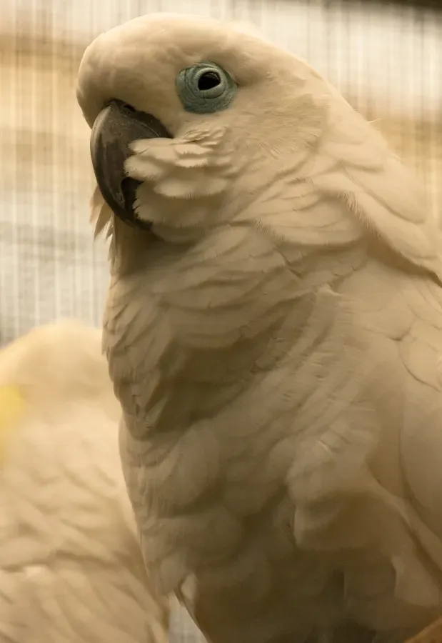 File:Cacatua ophthalmica -Jurong Bird Park-6a.jpg