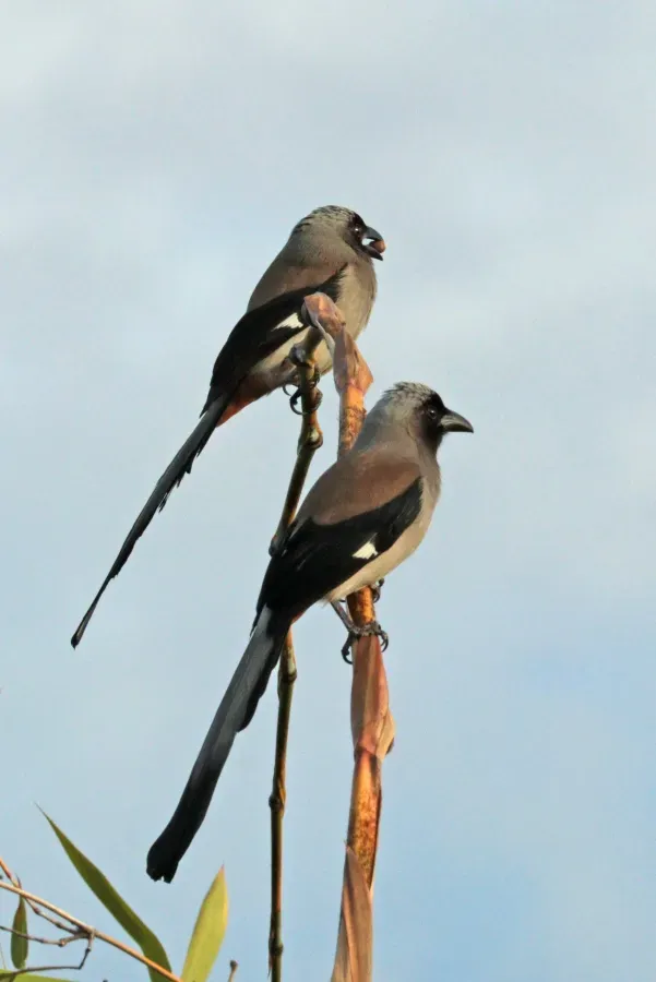 File:Grey treepies (Dendrocitta formosae himalayana) Pokhara.jpg