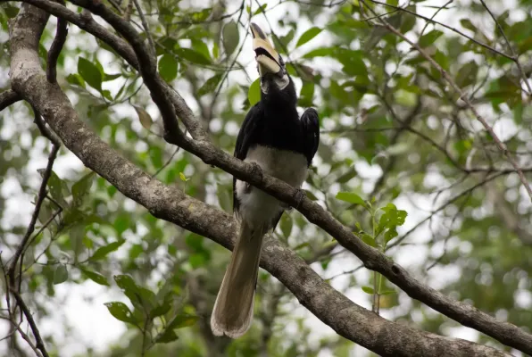 File:Anthracoceros albirostris (Oriential Pied Hornbill).jpg