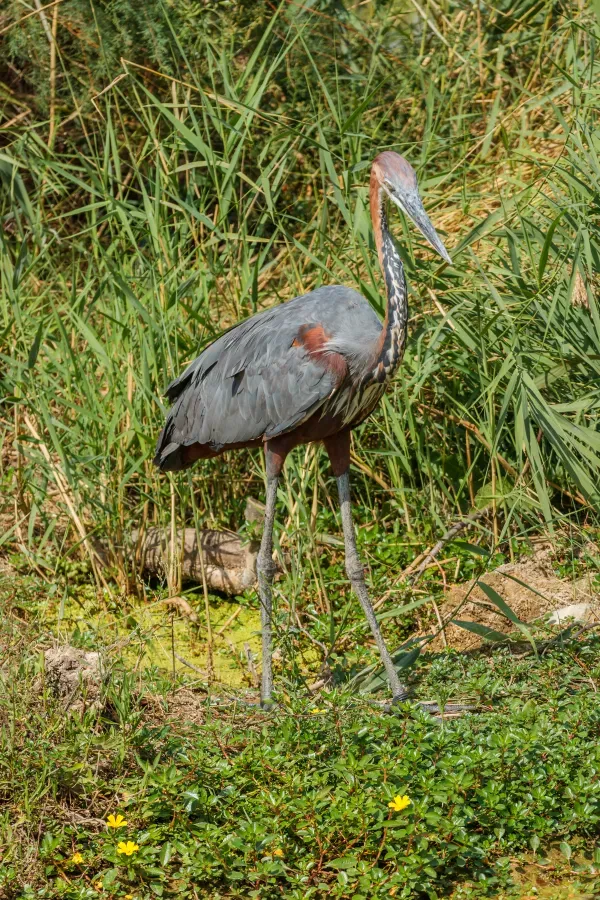 File:Ardea goliath - Réserve africaine de Sigean 02.jpg