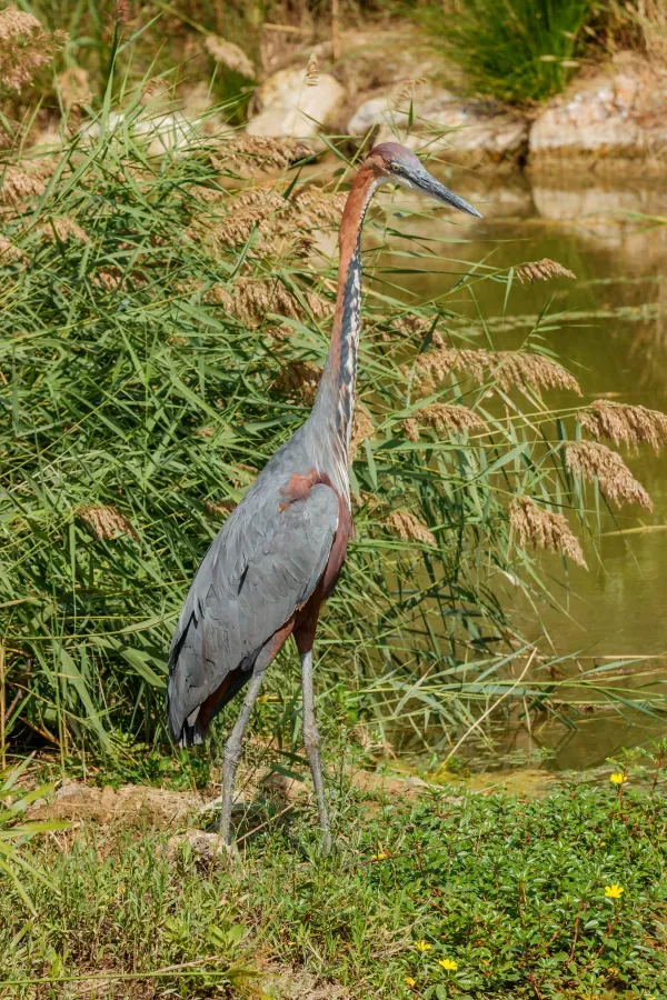 File:Ardea goliath - Réserve africaine de Sigean 03.jpg