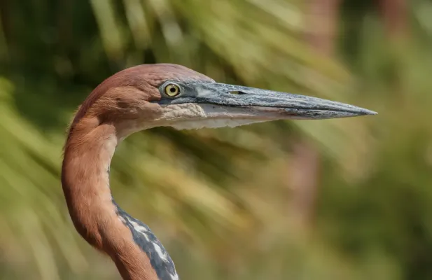 File:Ardea goliath - Réserve africaine de Sigean 04.jpg