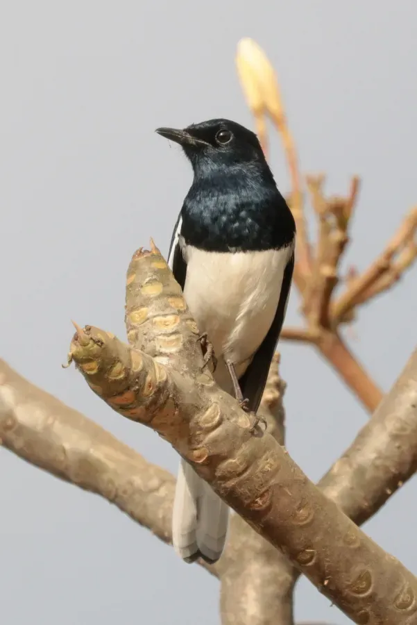 File:Oriental magpie robin (Copsychus saularis) male Pokhara.jpg