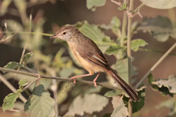 File:Plain prinia (Prinia inornata fusca) Nepalgunj.jpg