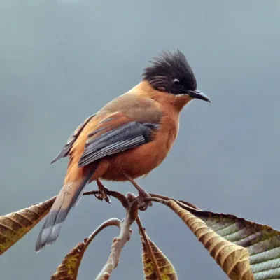 File:Rufous sibia (Heterophasia capistrata nigriceps) Phulchowki.jpg