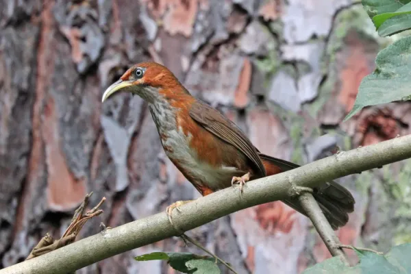 File:Rusty-cheeked scimitar babbler (Pomatorhinus erythrogenys ferrugilatus) Nagarjun.jpg