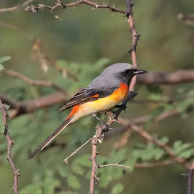File:Small minivet (Pericrocotus cinnamomeus pallidus) male Narlai.jpg