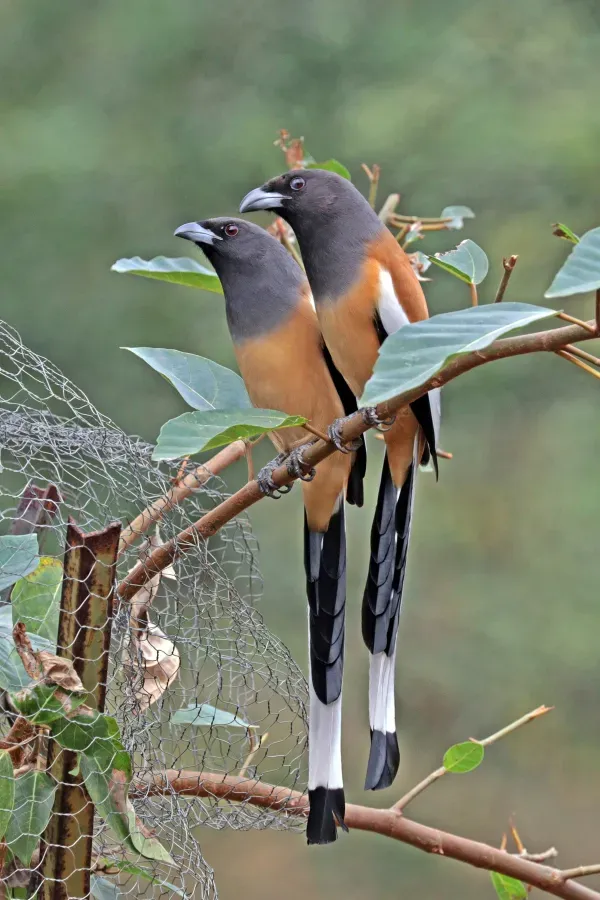 File:Rufous treepie (Dendrocitta vagabunda vagabunda) Jahalana 5.jpg