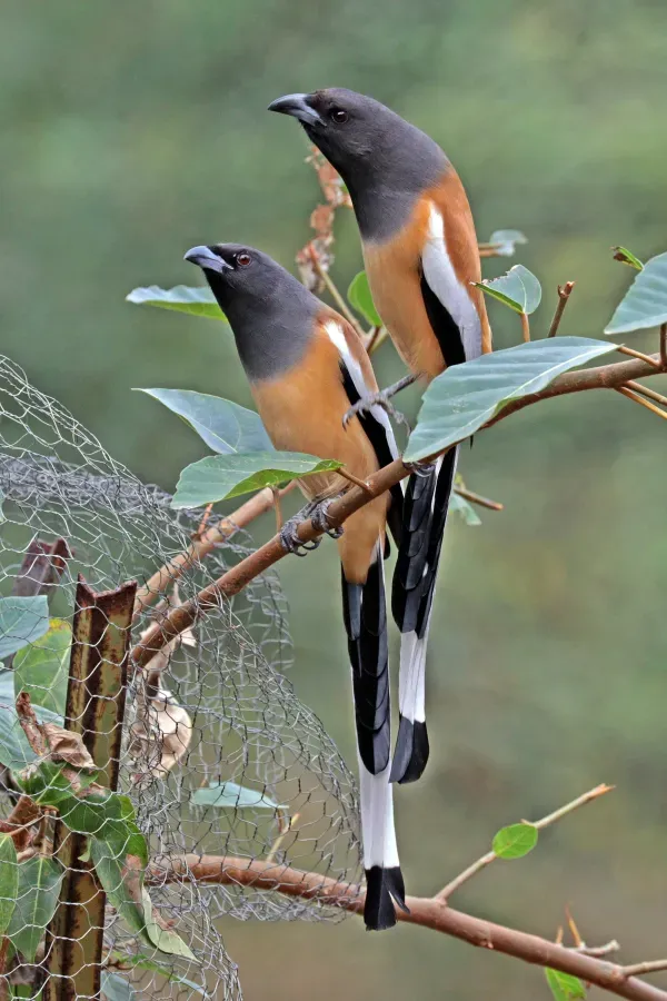 File:Rufous treepie (Dendrocitta vagabunda vagabunda) Jahalana 3.jpg