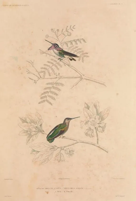File:Calypte costae Oudart.jpg