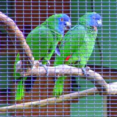 File:Amazona arausiaca -Roseau -Dominica -aviary-6a-4c.jpg