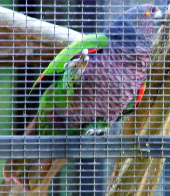 File:Amazona imperialis -Roseau -Dominica -aviary-6a-3c.jpg
