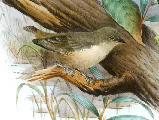 File:Anthoscopus musculus Gronvold (cropped).jpg