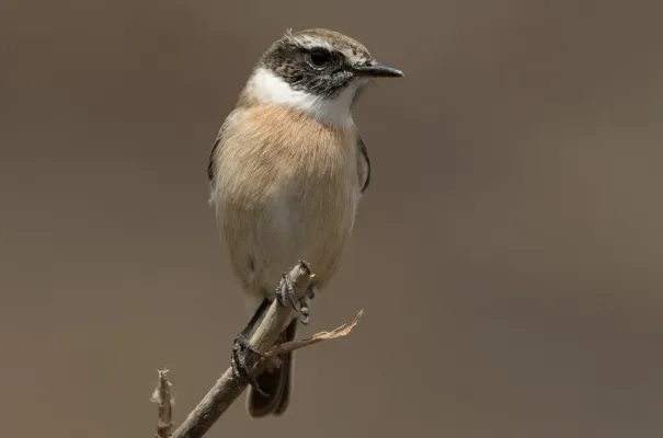 File:Canary Islands stonechat (Saxicola dacotiae).jpg