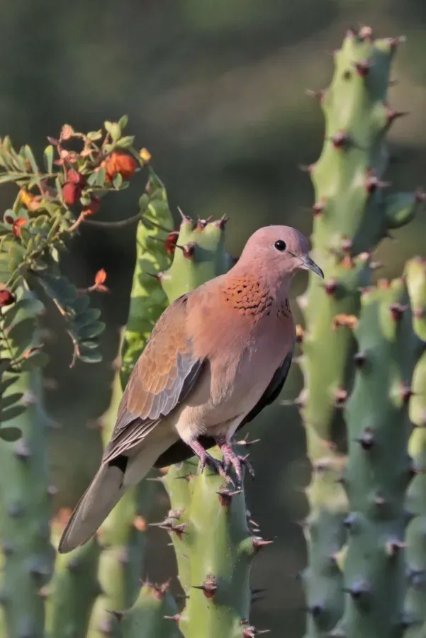 File:Laughing dove (Spilopelia senegalensis cambayensis) Narlai.jpg