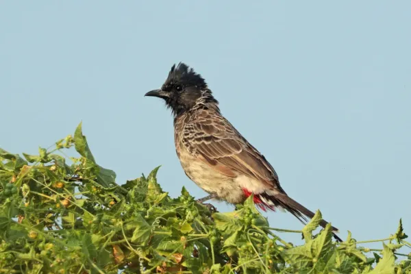 File:Red-vented bulbul (Pycnonotus cafer humayani) Narlai.jpg