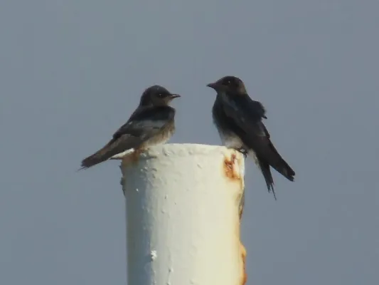 File:ProgneCryptoleuca.jpg