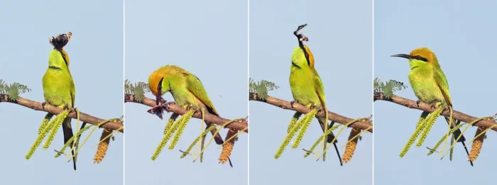 File:Green bee-eater (Merops orientalis) with blue pansy composite.jpg