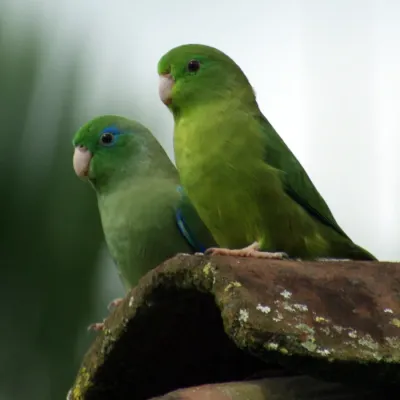 File:Forpus conspicillatus -Colombia -pair-8-3c.jpg