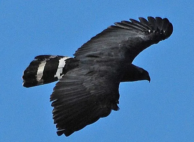 File:Geranospiza caerulescens.jpg