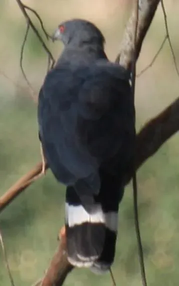 File:Geranospiza caerulescens 1.jpg