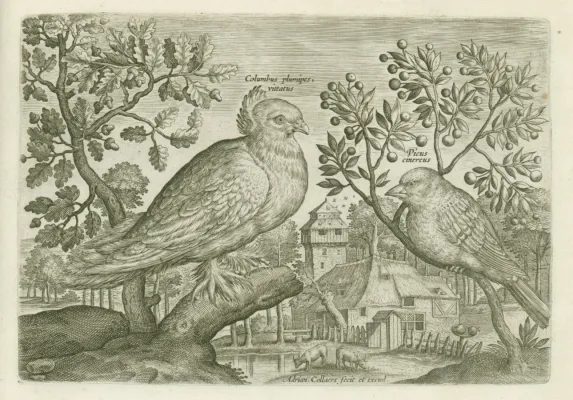 File:Columbus plumpipes vittatus (Duif waarvan de poten bedekt zijn met veren) & Picus cibereus (specht) Avium Vivae Icones in aes incisae & edita ab Adriano Collardo (serietitel), BI-1943-208-2.jpg