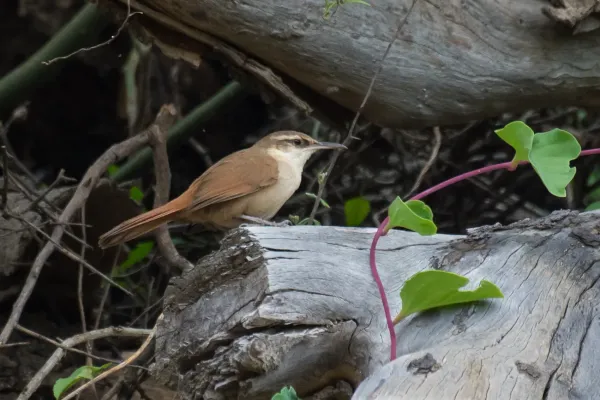 File:Tarphonomus harterti - Bolivian earthcreeper.jpg