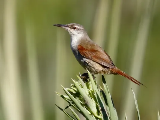File:Limnoctites rectirostris - Straight-billed Reedhaunter; Candiota, Rio Grande do Sul, Brazil.jpg