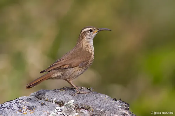 File:Upucerthia saturatior - Patagonian Forest Earthcreeper.jpg