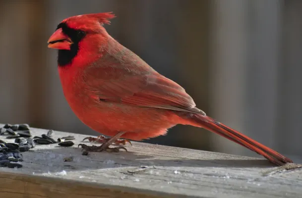 File:Cardinalis cardinalis.jpg