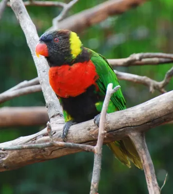 File:Trichoglossus forsteni -Cincinnati Zoo-8a.jpg
