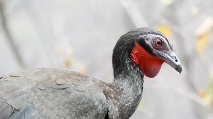 File:Penelope albipennis1.jpg