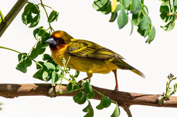 File:Rüppell's weaver (Ploceus galbula), Oman.jpg