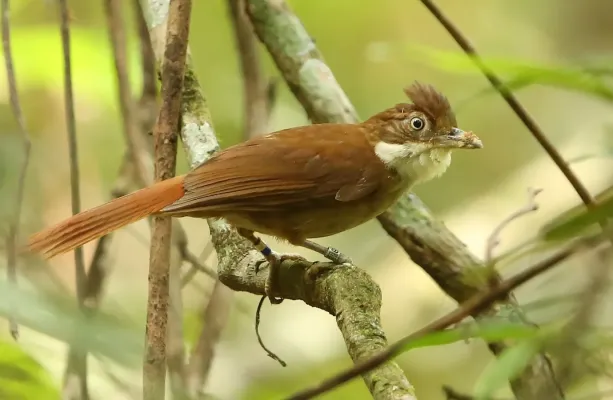 File:Automolus lammi - Pernambuco Foliage-gleaner; Pernambuco, Brazil.jpg