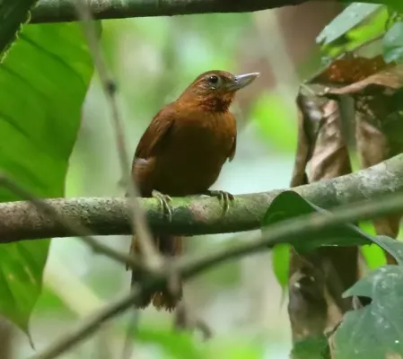 File:Syndactyla ucayalae - Peruvian Recurvebill; Tambopata, Peru.jpg