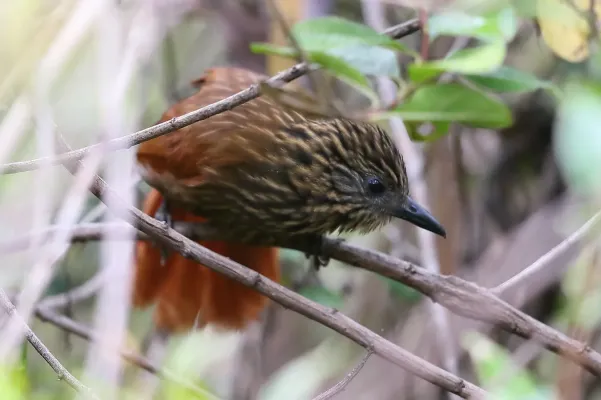 File:Thripadectes scrutator - Buff throated Treehunter; Junin, Peru.jpg