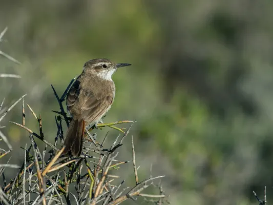 File:Ochetorhynchus phoenicurus - Band-tailed Earthcreeper.jpg