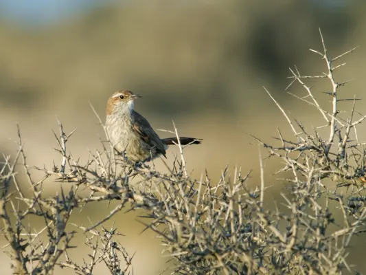 File:Ochetorhynchus phoenicurus - Band-tailed Earthcreeper Valdes.jpg