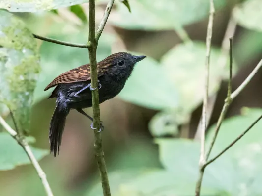 File:Xenornis setifrons - Spiny-faced Antshrike.jpg