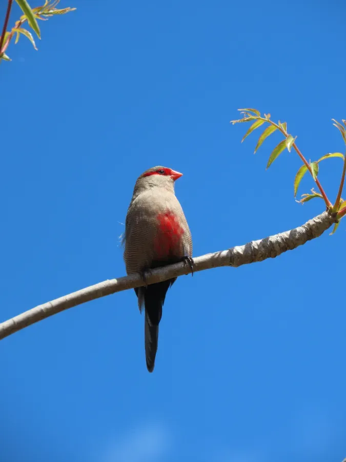 File:Common Waxbill Estrilda astrild IMG 7845.jpg