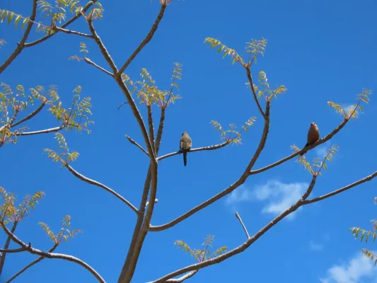 File:Common Waxbill Estrilda astrild IMG 7822.jpg
