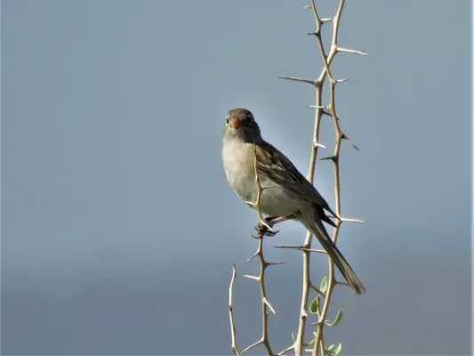 File:Spizella wortheni 45825657.jpg
