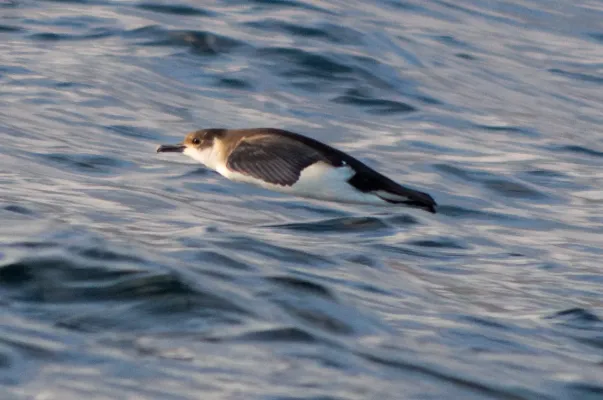 File:Little shearwater (Puffinus assimilis).jpg