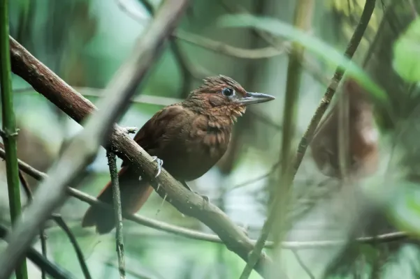 File:Clibanornis rufipectus - Santa Marta Foliage-gleaner.jpg